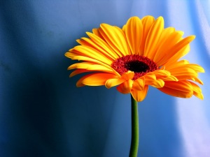 Orange-Gerbera-Daisy